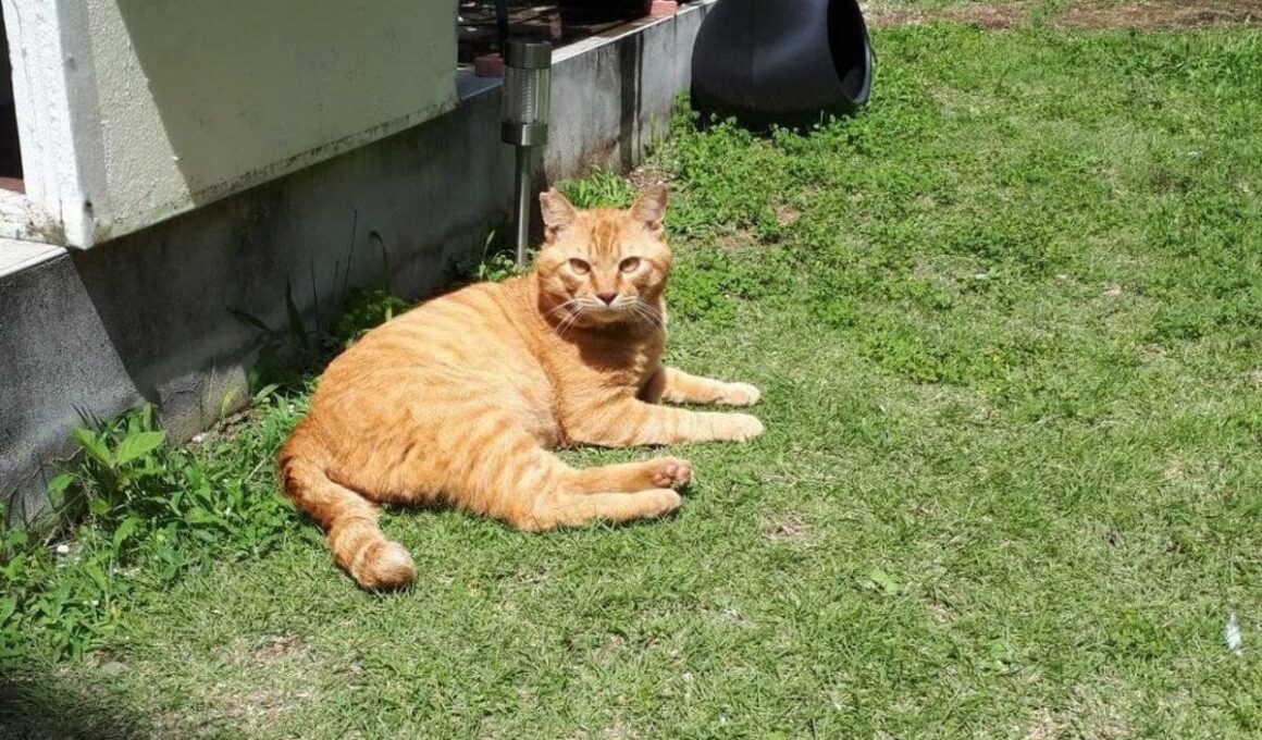 「これが、こう」猫を保護する前と後のビフォーアフター　外にいるときよりも「強そう」な姿にホッコリ | LIMO | くらしとお金の経済メディア