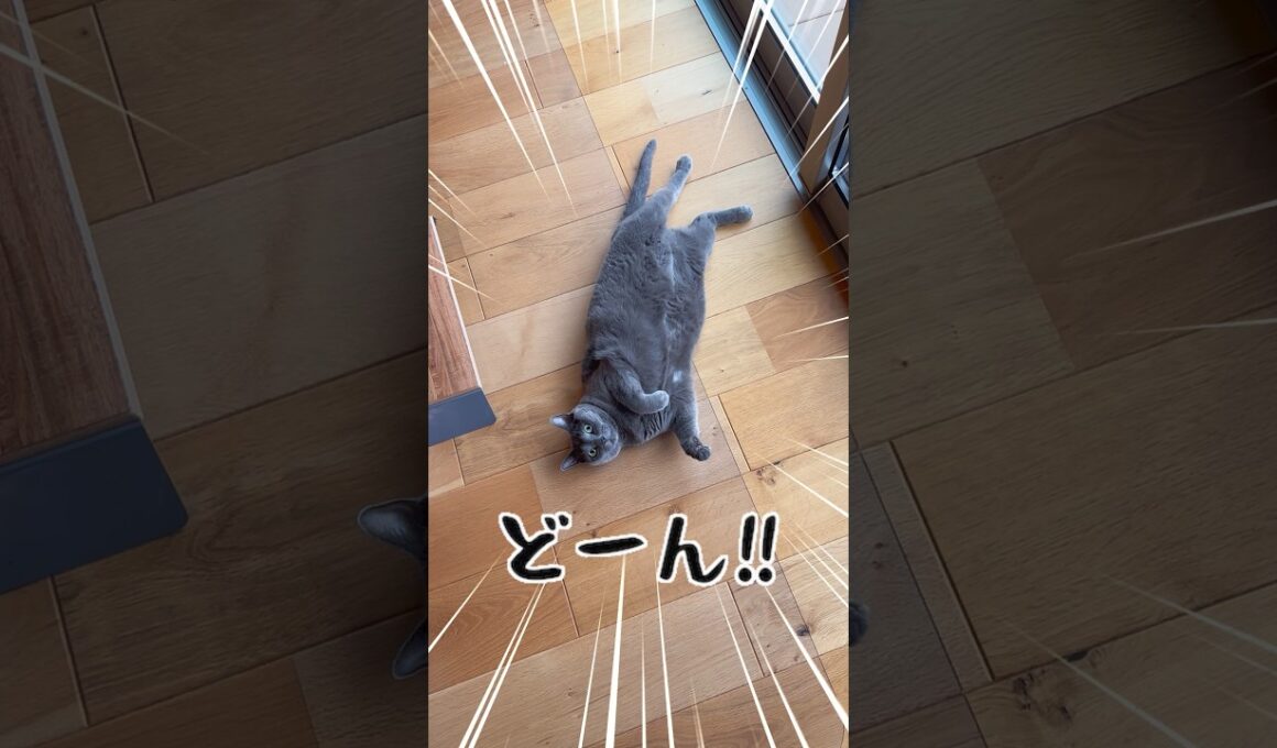 ぽっちゃりロシアンブルー