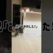 パシリにされるメインクーン #猫 #cat #メインクーン #ノルウェージャンフォレストキャット #shorts