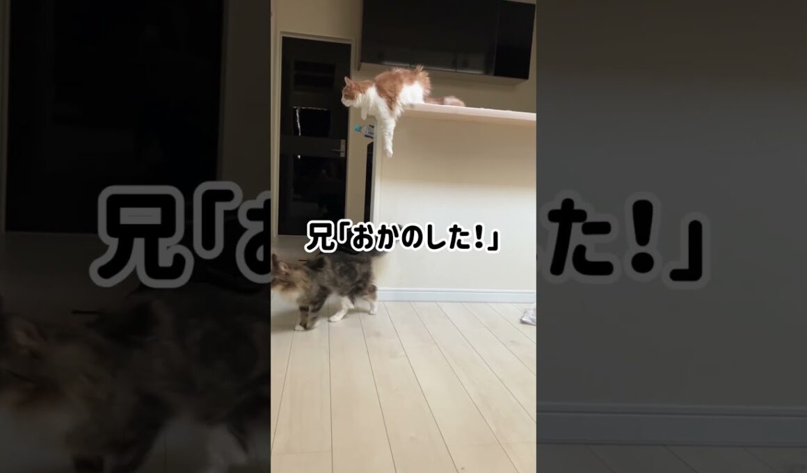 パシリにされるメインクーン #猫 #cat #メインクーン #ノルウェージャンフォレストキャット #shorts