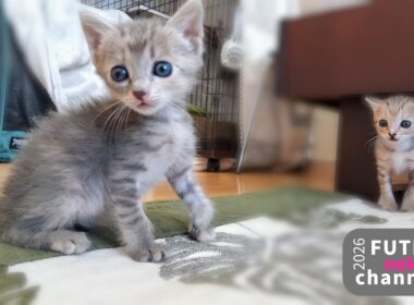 走った子猫を二度見する子猫【保護子猫】