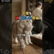 病気の子猫を、娘に託した母猫｜1897年に残された逸話 #猫 #Shorts  #猫のいる暮らし #cat #猫雑学 #猫好きさんと繋がりたい #猫の雑学