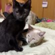 シャム雫を、ナメナメする黒猫くーの後ろで、黒いクッションを抱きかかえる黒夢。黒猫パズルに