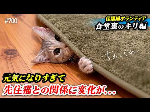 元気になった新入り子猫に先住猫たちの洗礼が待っていた【保護猫ボランティア・食堂裏のキリ編２７】／ #猫 #保護猫 #ねこねっと山中湖
