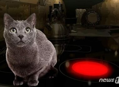 猫を見つけた息子が一転、懇願「殺さないでください」…韓国・家族旅行先で起きた騒動　写真枚　国際ニュース：AFPBB News