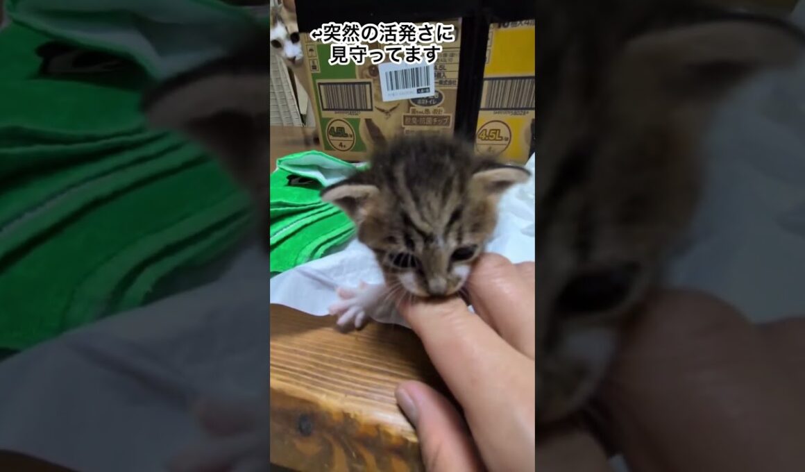 【ぴあ】保護から1週間。この子に急な変化が…#保護猫ピリカ# #保護猫 # 子ネコ # 子猫 # ネコ