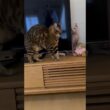 また姉にいじめられる猫アレクサンドラ【スフィンクス】