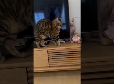 また姉にいじめられる猫アレクサンドラ【スフィンクス】