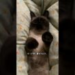 シャム猫の顔だけ黒いのはなぜ？
