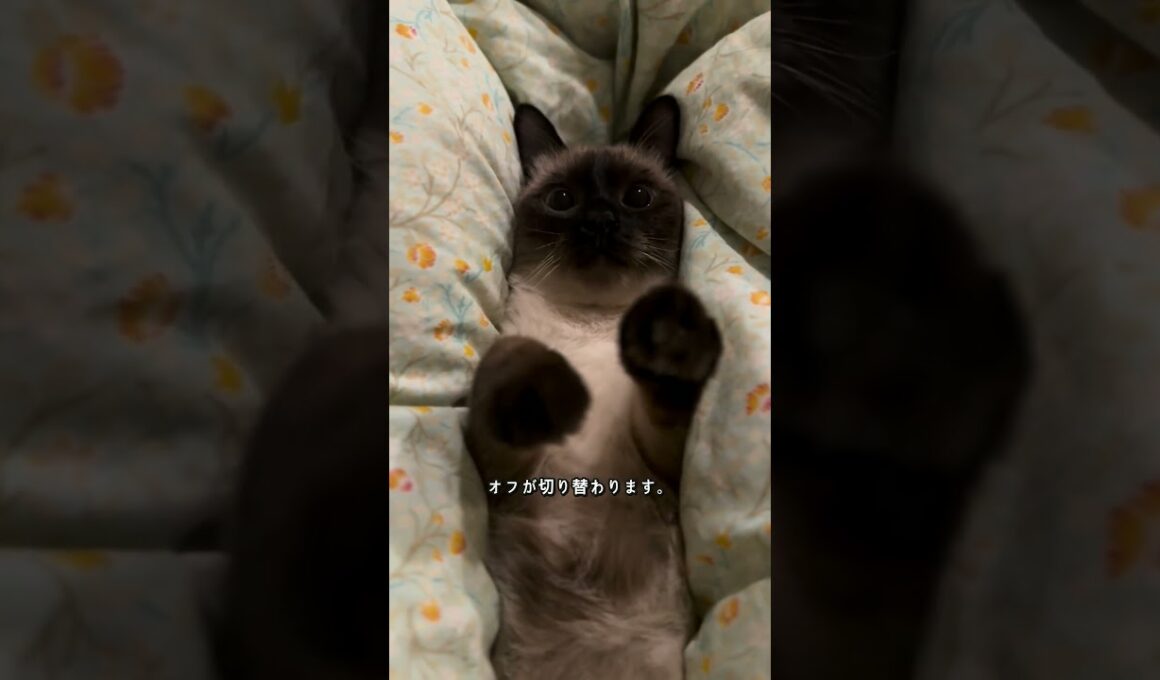 シャム猫の顔だけ黒いのはなぜ？