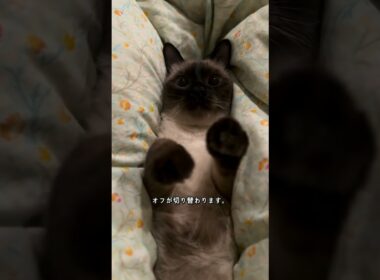 シャム猫の顔だけ黒いのはなぜ？