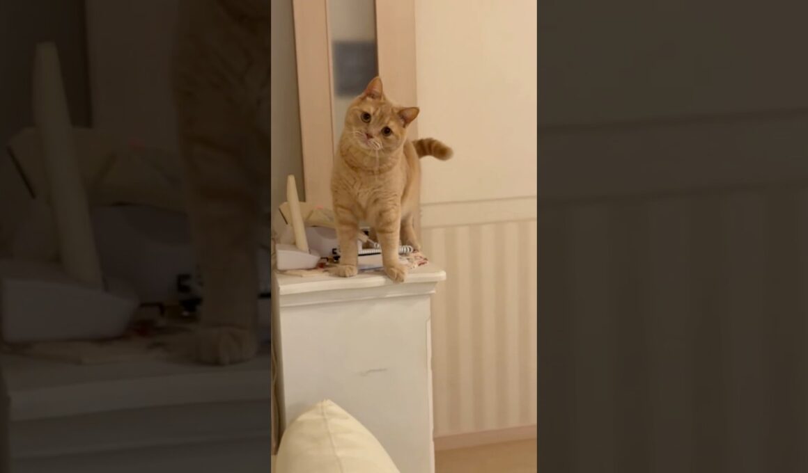 たまお2歳とお兄ちゃん#スコティッシュフォールド #保護猫 #cat
