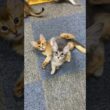 主役はブルーの女の子　2026.8.1 生れ           #ソマリ子猫 #子猫 #ソマリブルー #ソマリ女の子