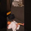 ｴｹﾁｪﾝを見守る猫の焼きサバ。優しい性格で助かってる
