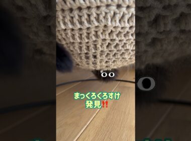 こんなところに‥‼️ #となりのトトロ
