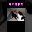 #シニア猫 #保護猫 #子ネコ #子猫 #癒し #ねこ  #猫のいる暮らし