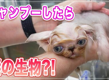 赤ちゃん猫を初シャンプーしたら謎の生物になったり、お風呂で寝たり大物の予感、最後には超ふわふわになって可愛さ余裕でした【ペルシャ】