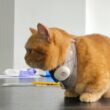 襟元に白いPettiChat本体をクリップで留めた茶トラの猫が、テーブルの上で前を見つめている様子