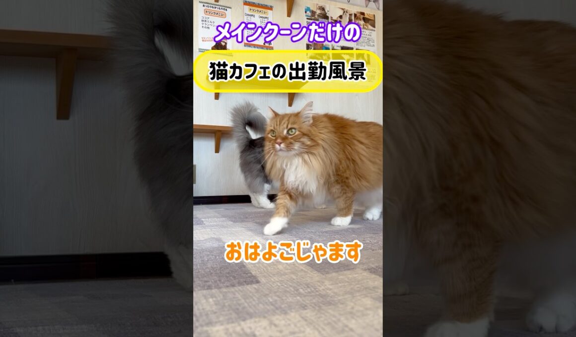 20261006メインクーンだけの【猫カフェの出勤風景】#cat #cooncat #mainecat #もふもふ