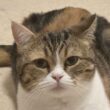 「そして事件は起こりました」　三毛ねこの後ろ姿にハラハラ　まさかの結末に2.6万"いいね"　「どんくさくてかわいい」 | Hint-Pot