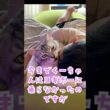 大型猫とヨギボーの沼にハマる至福の時間#shorts