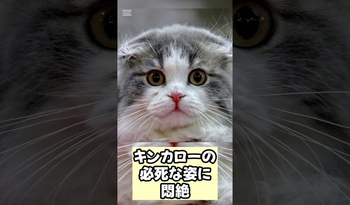 【癒やし】おもちゃに手が届かないキンカローの必死な姿に悶絶… #猫 #short #癒し