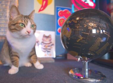 地理の知識０の男が猫にエクストリーム駄目授業をします。