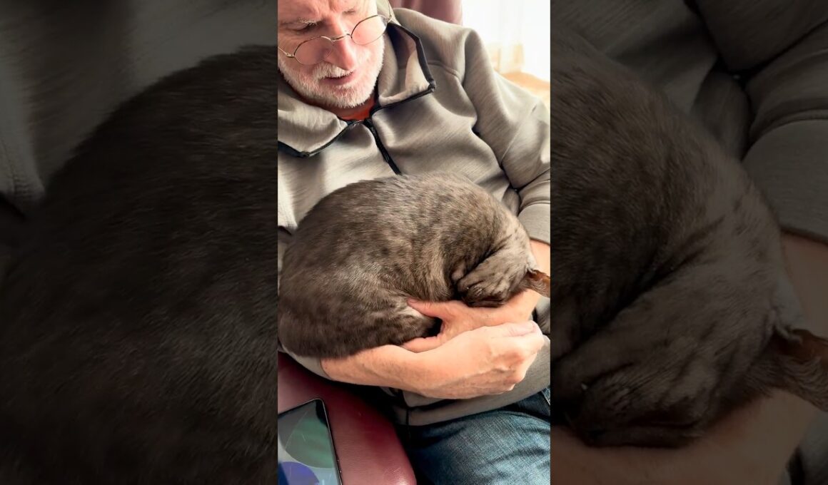 【パパとラブラブ❤️ママはあっち行け猫🤣】パパに、なんでこんなに貴方の事が好きなのかしらと訊いたら、ケモノの匂いがするんじゃね？だって🤣 #エジプシャンマウすす #shorts