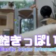 バーマン猫ラフとウリ【飽きっぽい】Easily loses interest（バーマン猫）Birman/Cat