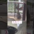 入りたいよー #ねこ動画 #アメリカンカール