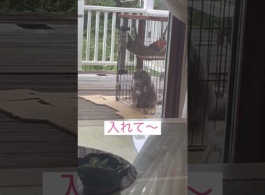 入りたいよー #ねこ動画 #アメリカンカール