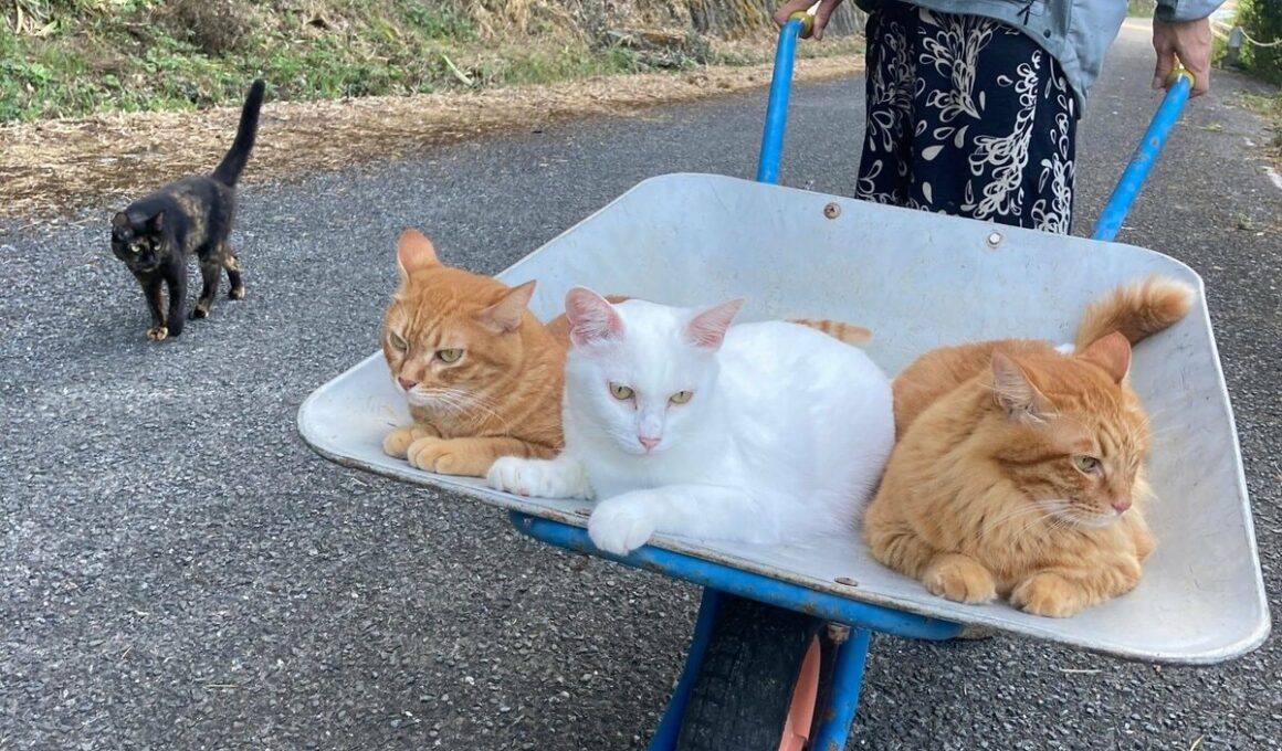 散歩で「電車ごっこ」を楽しむ猫達　一輪車に乗り満喫する珍しい光景に癒やされる | LIMO | くらしとお金の経済メディア