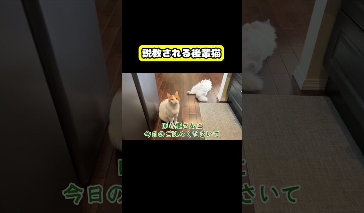 説教される後輩猫　#猫 #おもしろ #アテレコ #ニャンチューバーつくし