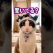 猫語で大好きって伝えてみた時のダルいが口癖のネコの反応 #猫のいる暮らし