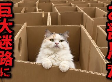お部屋に猫用巨大迷路を作った結果…