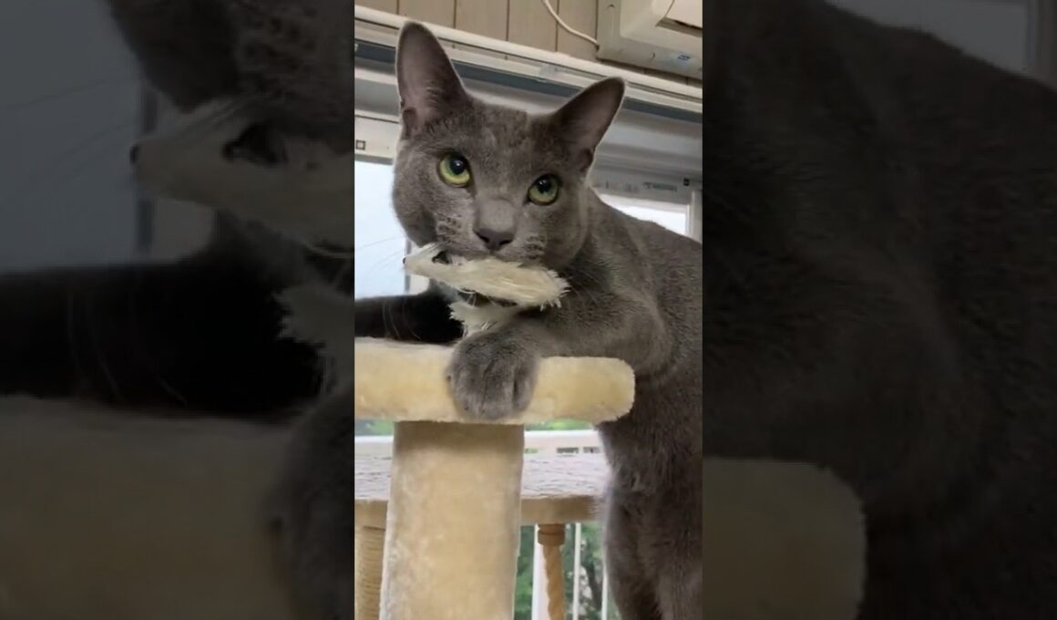 怒り猫。