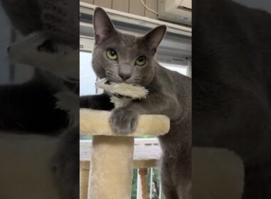 怒り猫。