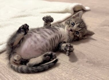 ねこたま保育園開園！遊び疲れてコロコロ転がる子猫【かのこ日記】/ A kitten rolling around, exhausted from playing