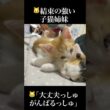 🐱子猫姉妹、弱った三毛子猫に寄り添い支える   #cat #kitten #猫 #子猫 #ねこ #こねこ #保護猫  #shorts  #猫のいる暮らし