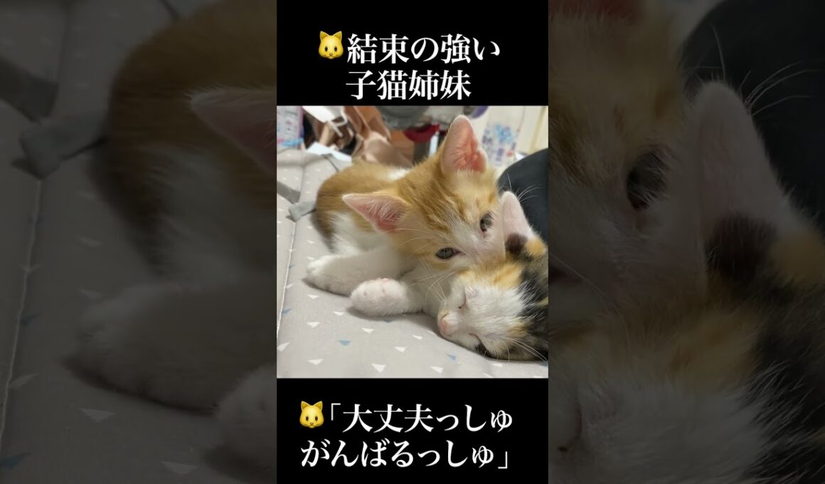 🐱子猫姉妹、弱った三毛子猫に寄り添い支える   #cat #kitten #猫 #子猫 #ねこ #こねこ #保護猫  #shorts  #猫のいる暮らし