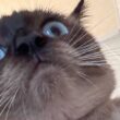 「アジフライみたいになっちゃって…」　シャワー嫌いのねこ　覚悟を決めた瞬間のまさかの姿に3.4万人爆笑 | Hint-Pot