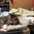仰向けのシャム雫。黒猫くーが抑え込み、グルーミング。そばで、兄パンダが、布団に不穏な行動