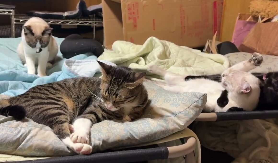 仰向けのシャム雫。黒猫くーが抑え込み、グルーミング。そばで、兄パンダが、布団に不穏な行動