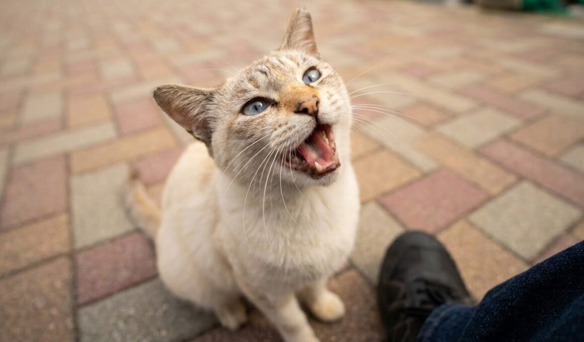 シャム猫が足元で転がって「まだ帰らないで！」と訴えてきた