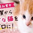 プレスリリース：［石川県加賀市］「不幸な猫」をゼロに。177頭を支援しても終わらない地域課題に、ふるさと納税で挑む（PR TIMES） | 毎日新聞