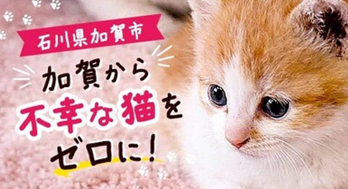 プレスリリース：［石川県加賀市］「不幸な猫」をゼロに。177頭を支援しても終わらない地域課題に、ふるさと納税で挑む（PR TIMES） | 毎日新聞