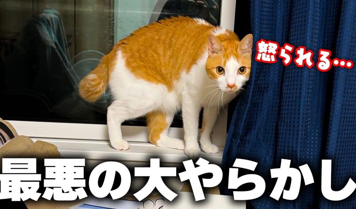 とんでもないことをやらかして、猫が逃げました。