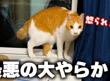 とんでもないことをやらかして、猫が逃げました。