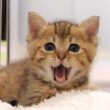 ミルク期の子猫のかわいい鳴き声を聴いてください【赤ちゃん猫　保護猫】【字幕付き】【耳で楽しむ猫動画】