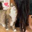 デカ猫が友達に超デレデレ！信じられないくらい懐く姿が可愛すぎるので見て〜！！
